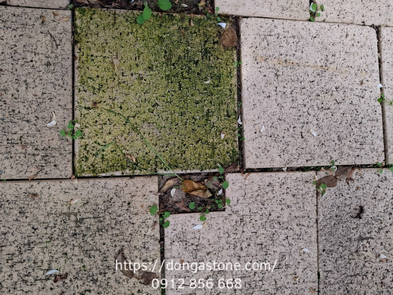 Để hạn chế rêu mốc, bạn nên vệ sinh bề mặt đá định kỳ và kết hợp sử dụng dung dịch chống thấm chuyên dụng để bảo vệ đá lâu dài.